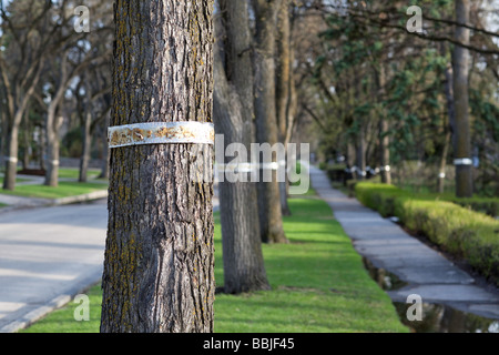 Baum-Streifenbildung auf amerikanische Ulmen, Winnipeg, Manitoba, Kanada. Stockfoto