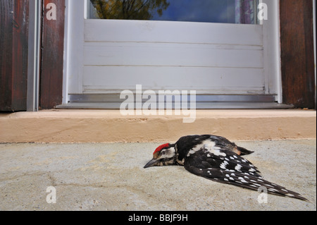 Leiche von einer juvenilen Buntspecht, Dendrocopos major, unter einem Fenster liegen. Stockfoto