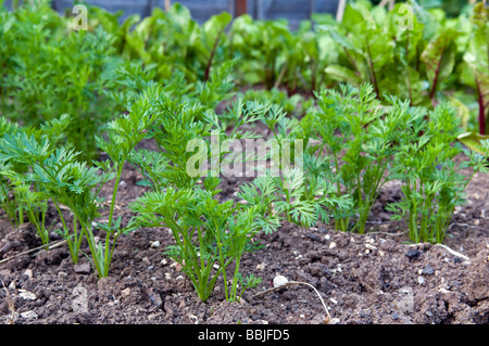 Bio Karotten Pflanzen Early Nantes Sorte mit rote Beete Pflanzen im Hintergrund wächst im Garten Stockfoto