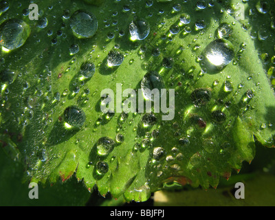 Wassertropfen auf den Blättern von Alchemilla mollis Pflanze, besser als's Garden Dame Mantel bekannt Stockfoto