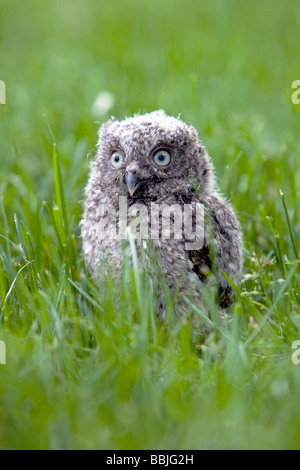 Junge Ost-Kreischeule Küken aus dem Nest auf einem suburban Rasen gefallen Stockfoto