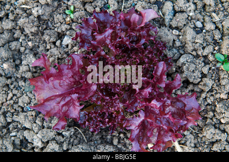 Nahaufnahme von selbst angebautem Lollo Rosso Salat Salat wächst im Garten Stockfoto