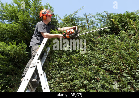 Helm tragen Baumpfleger schneiden großer Garten Nadelbäume Cypressus Leylandii immergrüne Hecke aus oben auf einer Leiter Stockfoto