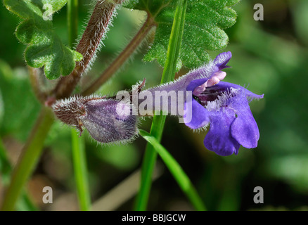 Ground Ivy Glechoma Hederacea Nahaufnahme von einzelnen Blümchen Stockfoto