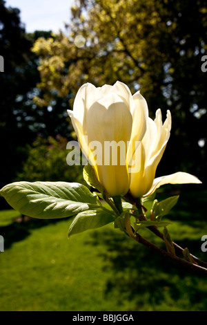 Magnolia Elizabeth im Frühling Stockfoto