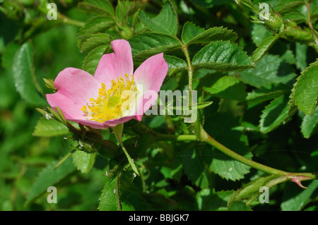 Hundsrose Rosa canina Stockfoto