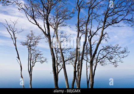 Bäume gesehen in dargestellter Felsen-Staatsangehöriger Lakeshore Stockfoto