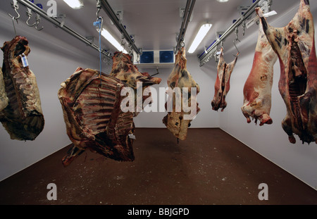 Bio-Fleisch Schlachtkörper in Metzgerei Kühlzelle Stockfoto