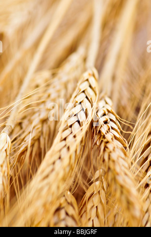 Golden Braun Reife Ähren hautnah Stockfoto