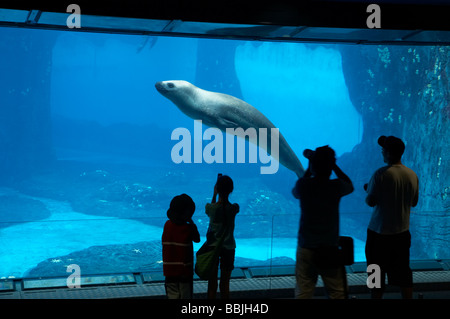 Leopard Seal Taronga Zoo Sydney New South Wales Australien Stockfoto