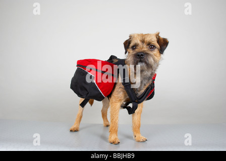 Border Terrier Hunde Packtaschen tragen Stockfoto