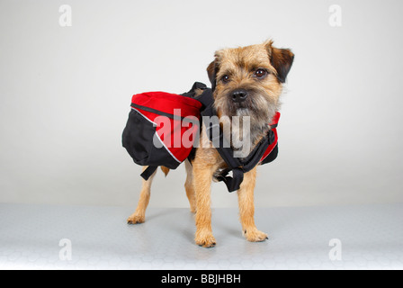 Border Terrier Hunde Packtaschen tragen Stockfoto