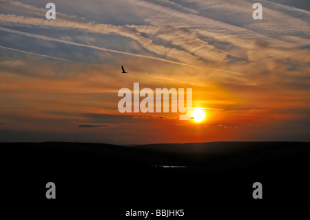 Brachvogel, fliegen über einem roten Sonnenuntergang über den Wert Tal und Pennine Moors, westlich von Keighley, Großbritannien Stockfoto