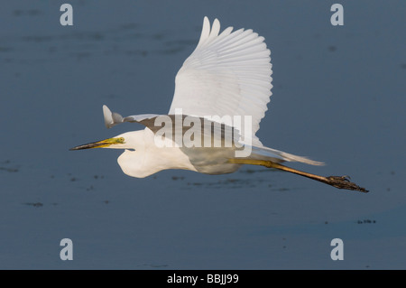 Silberreiher (Casmerodius Albus) Stockfoto