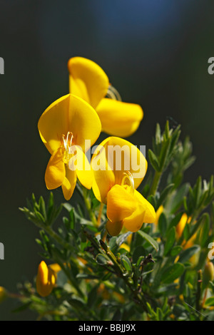 Blühenden gemeinsame Ginster (Cytisus Scoparius, Genista Scoparia), giftige Pflanze Stockfoto