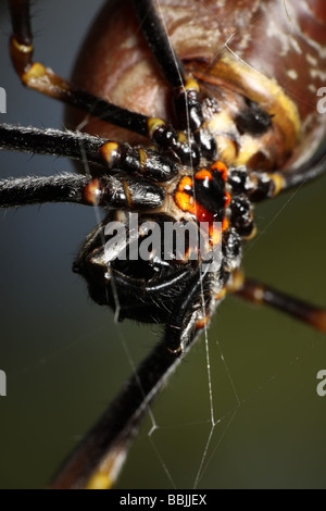 BI beängstigend Spider Stockfoto