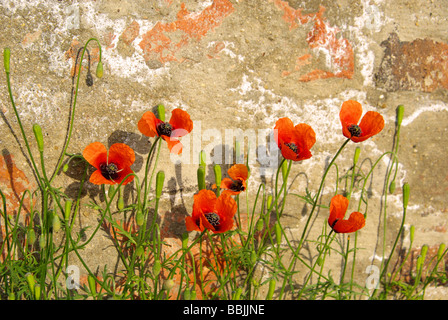 Klatschmohn Vor Mauer Klatschmohn vor der Wand 05 Stockfoto