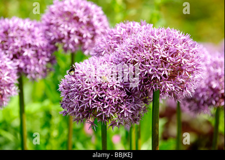 Lila Allium Blüten auch als holländischer Knoblauch bekannt (Allium aflatunense) Stockfoto