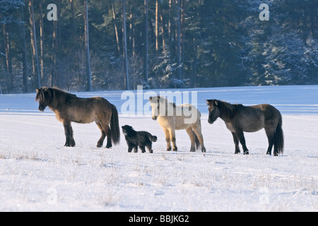 Drei Pferde und ein Hund - stehen im Schnee Stockfoto