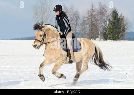 junge Frau - auf einem norwegischen Pferd im Galopp Stockfoto