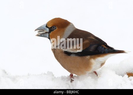 Kernbeißer im Schnee / Coccothraustes Coccothraustes Stockfoto
