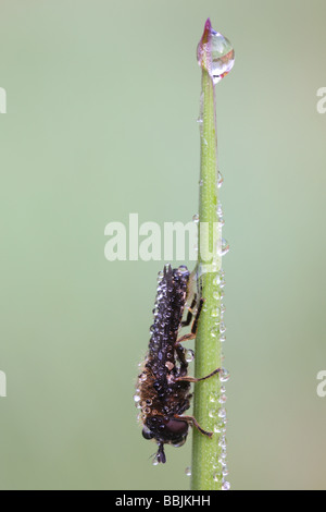 Biene auf Grashalm Stockfoto