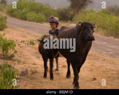 Kinder hüten, Kuh und Kalb in Indien Stockfoto
