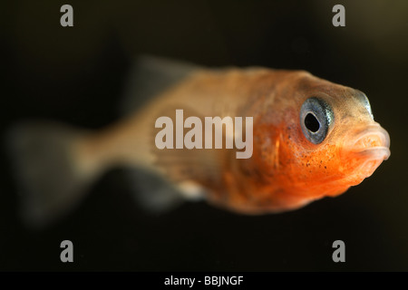 Männliche drei spined Stichling Gasterosteus Aculeatus in der Zucht zeigt die charakteristischen Farben blaue Augen und roten Körper Stockfoto