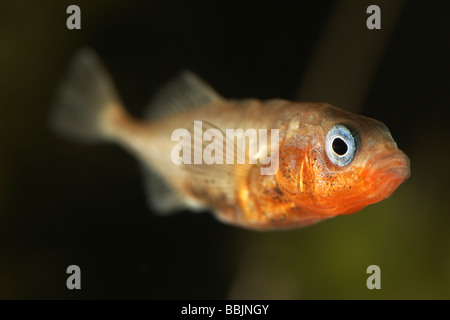 Männliche drei spined Stichling Gasterosteus Aculeatus in der Zucht zeigt die charakteristischen Farben blaue Augen und roten Körper Stockfoto