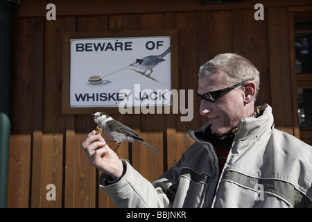 Whiskey Jack oder grau Jay Nahrungsaufnahme aus einer Hand vor einem Achtung dieser Vögel unterzeichnen am Whistler Mountain Stockfoto