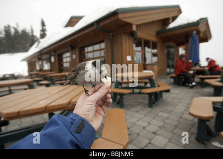 Whiskey Jack oder grau Jay Einnahme von Nahrung aus einer Hand am Whistler Mountain Stockfoto