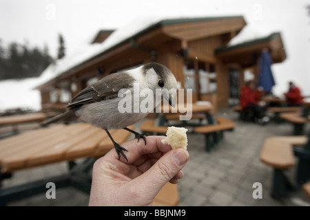 Whiskey Jack oder grau Jay Einnahme von Nahrung aus einer Hand am Whistler Mountain Stockfoto