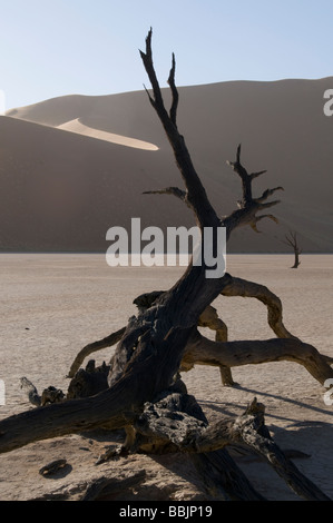 Toten Camelthorn Bäume, Arcacia Erioloba Deadvlei, in der Nähe von Sossusvlei Desert-Naukluft-Park, Sesriem, Namibia