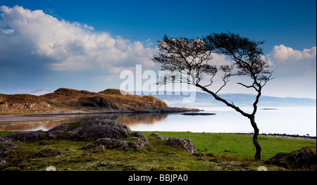 Einsamer Baum Kilmalieu Loch Linnhe Ardgour Highlands Schottland Stockfoto