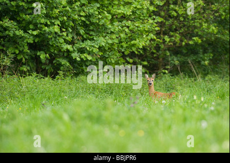 Rehe Capreolus Capreolus Hollandse Hout Wald Niederlande Stockfoto