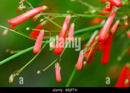 Feuerwerkskörper Pflanze, Korallblomma (Russelia equisetiformis) Stockfoto