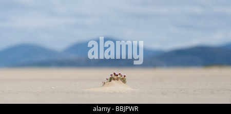 Armeria Maritima, Sparsamkeit Blumen auf den Strand, Isle of Harris, äußeren Hebriden, Schottland Stockfoto