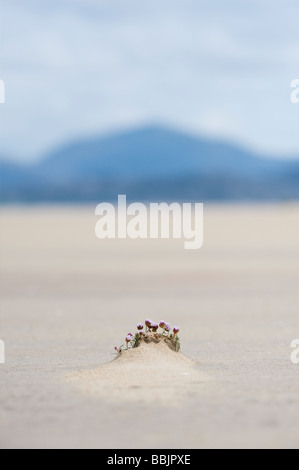 Armeria Maritima, Sparsamkeit Blumen auf den Strand, Isle of Harris, äußeren Hebriden, Schottland Stockfoto