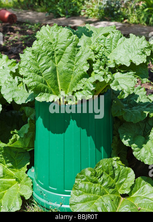 "Timperley frühen 'Rhabarber gezwungen, lange Stöcke für die Ernte zu produzieren Stockfoto