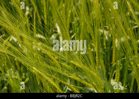 Gerste/Weizen an der 2009 Yatesbury Libelle Crop Circle, Nr Avebury/Silbury Hill, Wiltshire UK Stockfoto