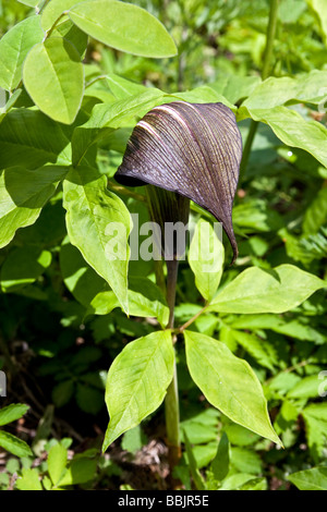 Arisaema Triphyllum im Togakushi Wald, Japan Stockfoto