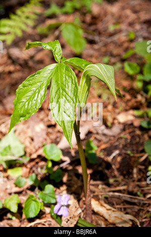 Arisaema Japonica im Togakushi Wald, Japan Stockfoto