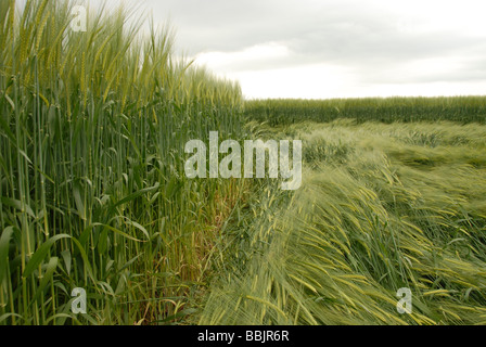 Bodengleiche Blick auf die Kulturen gefegt zu 2009 Yatesbury Libelle Crop Circle, Nr Avebury/Silbury Hill, Wiltshire UK Stockfoto