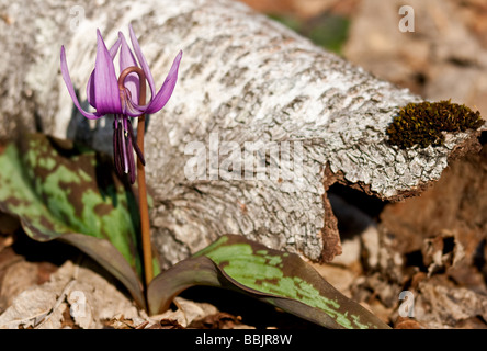 Katakuri no Hana (Erythronium Japonicum) in voller Blüte, Togakushi, Nagano, Japan Stockfoto