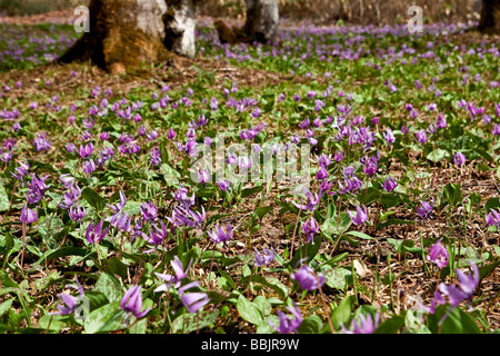 Katakuri kein Hana (Erythronium Japonicum) in voller Blüte, Togakushi, Nagano, Japan Stockfoto