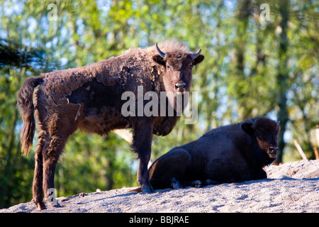 Wisente, Visent (Bison bonasus) Stockfoto