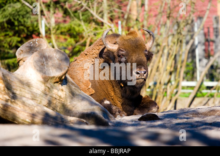 Wisente, Visent (Bison bonasus) Stockfoto