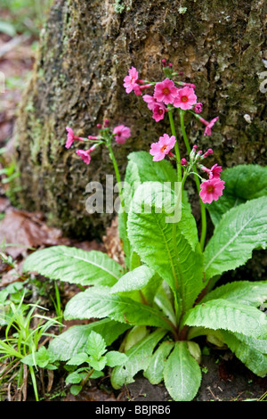 Japanische Primel (Primula Japonica) wächst wild in den Wäldern von Togakushi, Präfektur Nagano, Japan Stockfoto