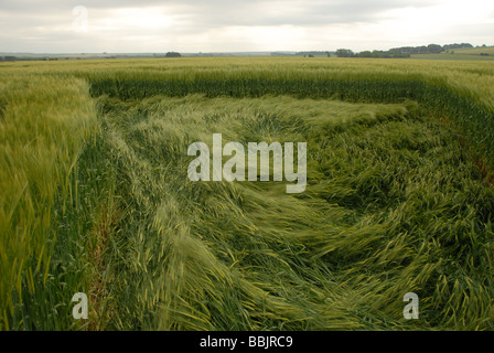 Bodengleiche Blick auf die Kulturen gefegt zu 2009 Yatesbury Libelle Crop Circle, Nr Avebury/Silbury Hill, Wiltshire UK Stockfoto