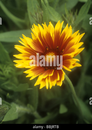 Gaillardia Grandiflora Hybridi - "Decke Blume" Stockfoto